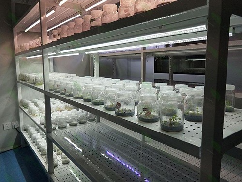 金口河植物组织培养实验室设计建设方案